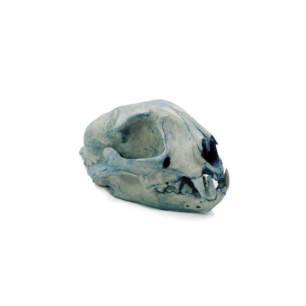 SKULL WILDCAT